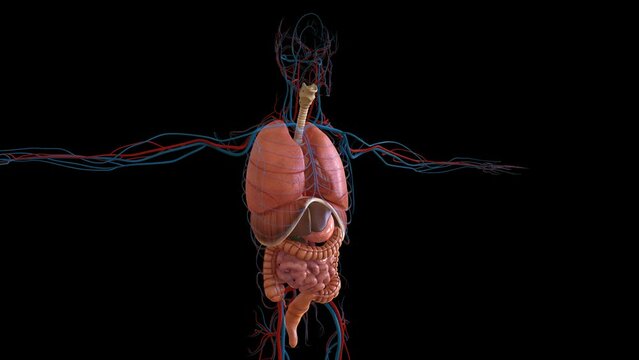 Human Anatomy For Medical Concept 3D animation showing all organs
