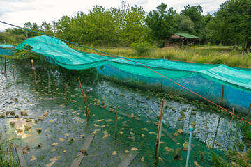 Frogs farm for agriculture at house. Cultivation of frogs with water spray and splash in soil...