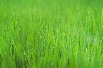 Fototapeta na wymiar Morning Dew Drops on Green Grass Leafs closeup shot, Green Grass and Dew Drops,Green juicy grass close-up. Background of green young grass. Green grass background.