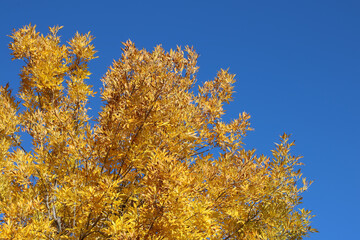 Autumn Striking Bright Yellow and Blue Colors