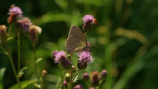 A butterfly and other insects on a flower. Phengaris butterfly and other insects on a flower. Eastern Europe. Camera Sony a7SIII.