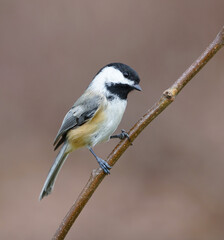 Fototapeta premium black capped chickadee bird standing on the tree branch
