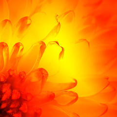 Fototapeta na wymiar orange flower background