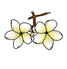 frangipani flower isolated on white