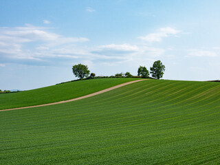 green spring hills and trees