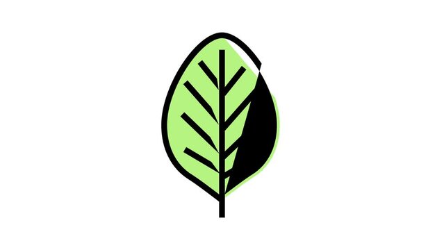 teak leaf color icon animation