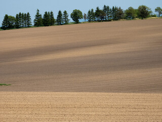 Fototapeta na wymiar Spring field where brown soil grows crops