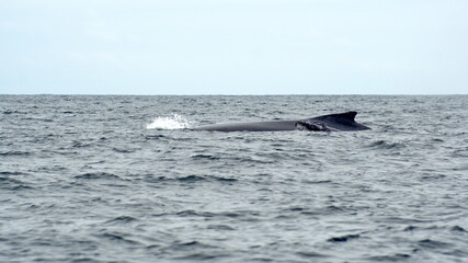 Fototapeta premium Dorsal fin of a humpback whale in Machalilla National Park, off the coast of Puerto Lopez, Ecuador