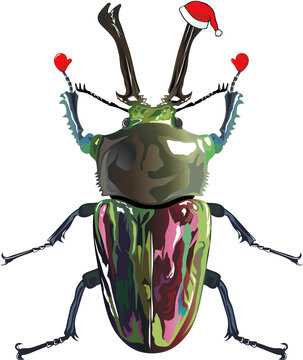 xmas Insect ニジイロクワガタ Phalacrognathus muelleri