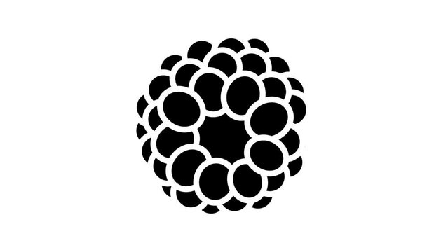 blue blackberry ripe line icon animation