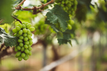 Green grape growing in organic farm