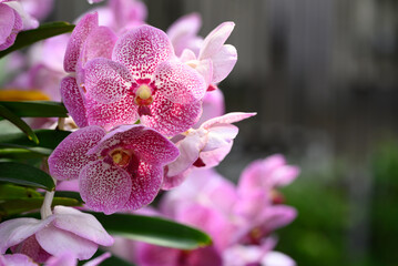 Pink Vanda orchid flower blossom in garden