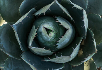 Close up top view photo of agave plant or cactus with leaves and needles as a seamless textured...