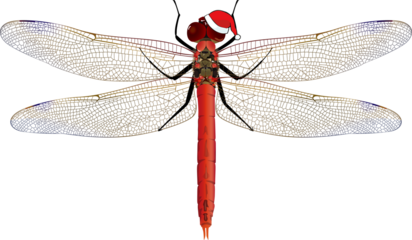 xmas Insect Red Dragonfly アカトンボ