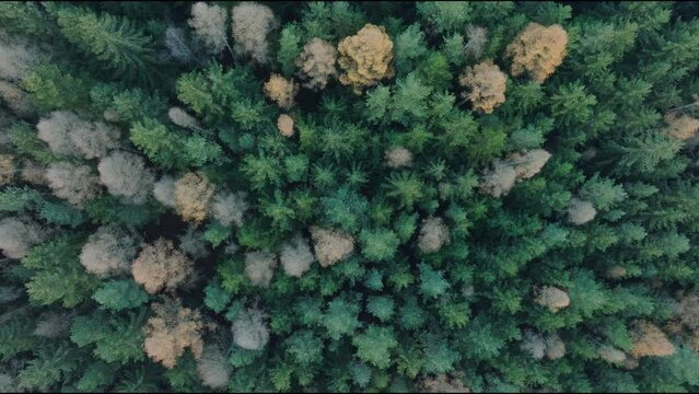 Aerial drone zoom in shot of green summer forest with spruce and pine trees from above at daytime.