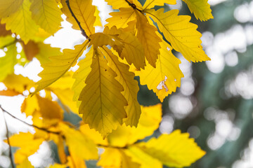Oak branches with yellow leaves in autumn park
