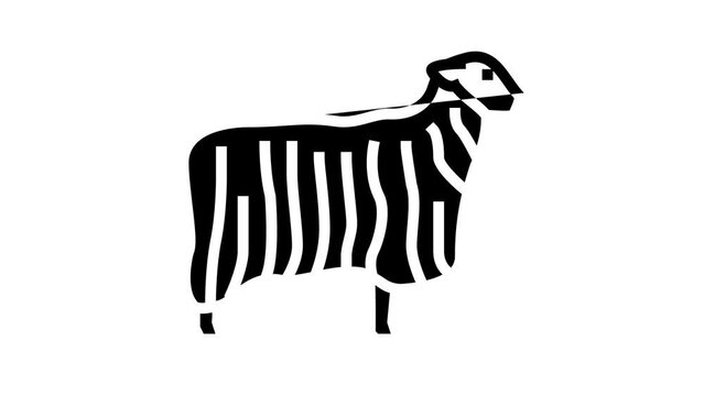 13 teeswater sheep line icon animation