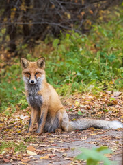 Fototapeta premium Close up of a red fox Vulpes vulpes, sitting on a path in the forest.