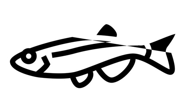 danios fish line icon animation