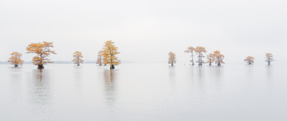 Panorama of fall color cypress swamp trees in fog 