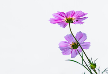Cosmos flower, Cosmos flower, Cosmos flower on blue sky background, Cosmos flowers in the flower garden, natural flowers background, flower blooming on blue sky background.
