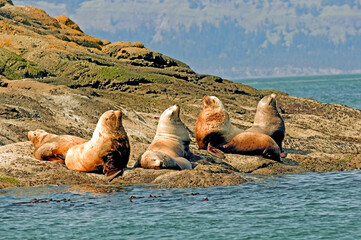 Sea lions sunning on the shore