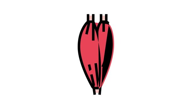 muscle human anatomy color icon animation