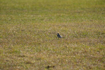 Obraz na płótnie Canvas A lone Black-backed Wagtail flitting about on a park lawn in the morning