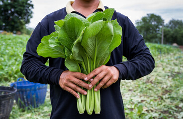 Fresh green lettuce in farmer hands in harvest season
