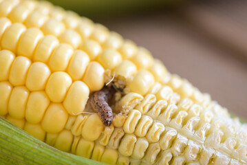 Corn worm - Caterpillar corn borer important pest of corn crop, agricultural problems pest and plant disease - 550507682