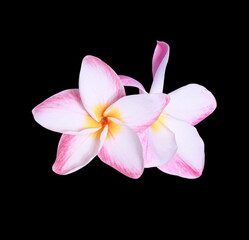 Plumeria or Frangipani or Temple tree flower bouquet. Close up pink frangipani flowers isolated on black background.