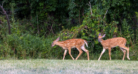 Two young spotted dears walking in the wilderness