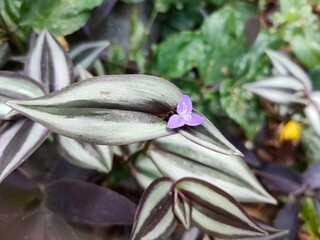 close up of purple and white flower