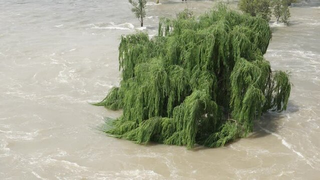 Tall willow tree is inundated by turbid flood water of fast Vaal River