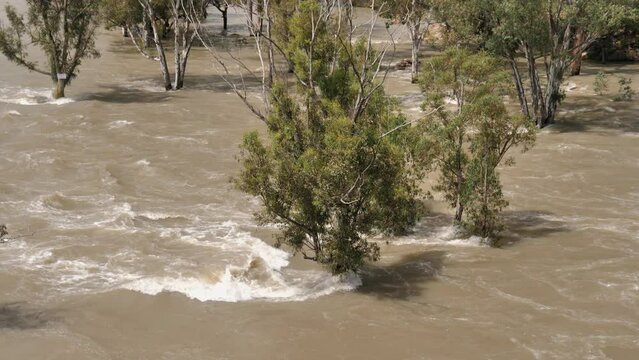 During spring flood event, deep muddy water floods trees along shore