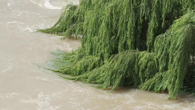 Willow tree branches sway in fast current of flooding muddy river