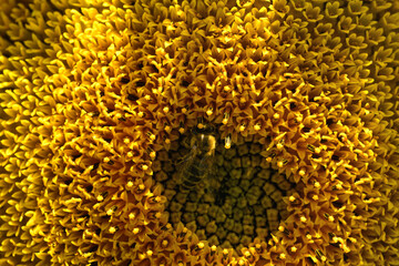 Bee and flower. Close up of a large striped bee collecting pollen on a sunflower on a Sunny  day. Macro photography. Summer and spring backgrounds