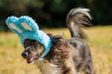 Fotobehang 緑の中でうさぎの帽子をかぶったチワックスの犬 © D maborosi