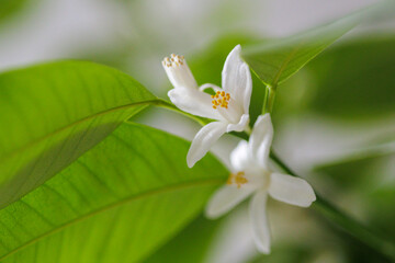 blooming orange tree. home decorative plant with white flowers, tangerine tree, citrus flower in a...