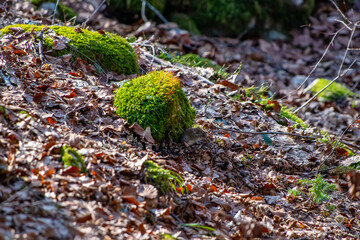 Mouse in the forest, spring time	