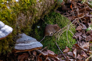 Mouse in the forest, spring time	