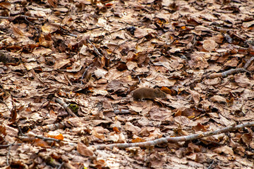 Mouse in the forest, spring time	