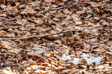 Mouse in the forest, spring time	