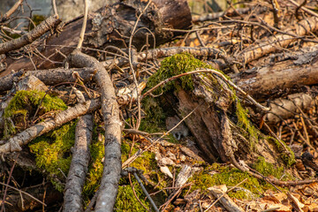 Mouse in the forest, spring time	
