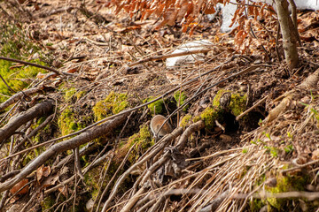 Mouse in the forest, spring time	