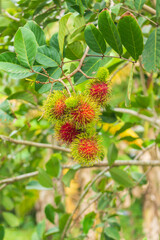 Rambutan on the tree. In the garden.