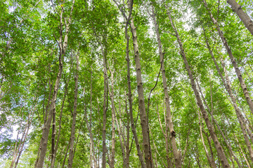 Mangrove trees in the mangrove forest in Thailand.