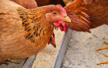 free range organic Hens chicken pecking eating grain feed tray in a country farm