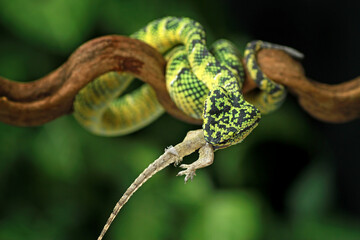 Tropidolaemus wagleri on the branch