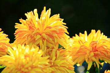 close-up of beautiful red with yellow Chrysanthemum flowers blooming in the garden with black background in autumn
